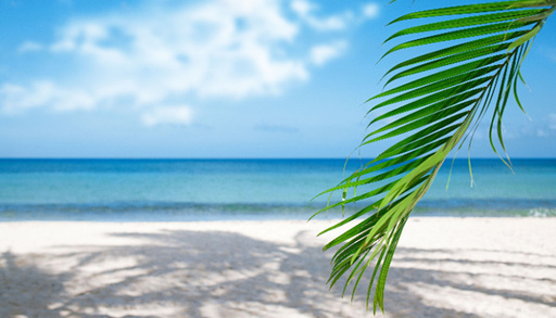 palm-leaf-blue-sea-tropical.jpg